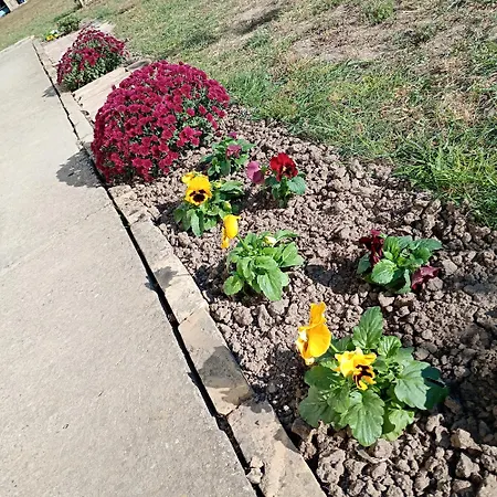 Kod Bake Novi Bečej